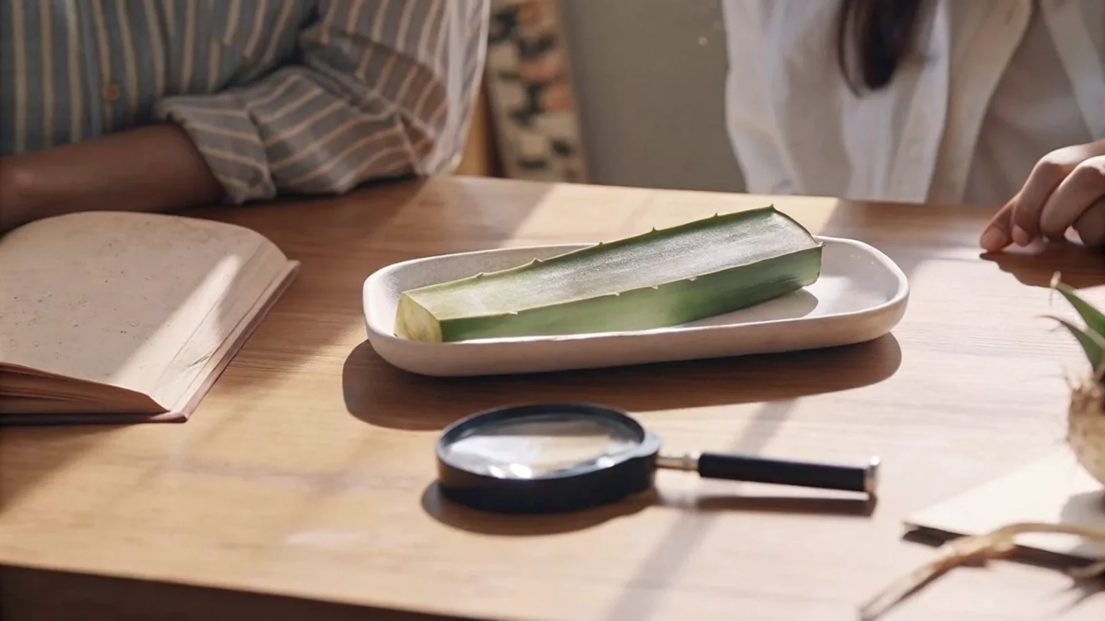 Aloe Vera et toxicité : que dit la littérature scientifique ?